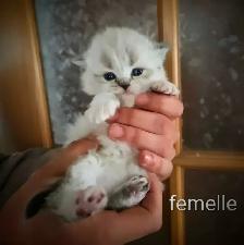 Beaux bébé persan - Photo 4