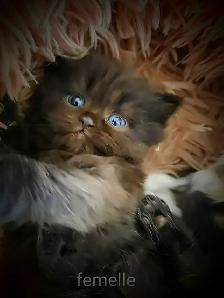 Beaux bébé persan - Photo 5