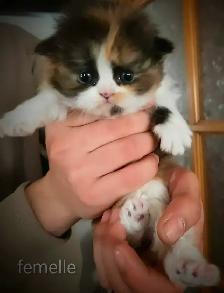 Beaux bébé persan - Photo 6