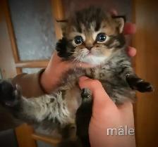 Beaux bébé persan - Photo 7