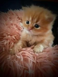 Beaux bébé persan - Photo 8