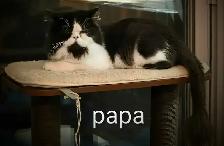 Beaux bébé persan - Photo 9