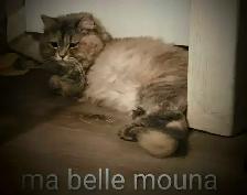 Beaux bébé persan - Photo 10