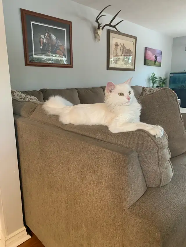 Reno !  White neutered male, 8-9 months old