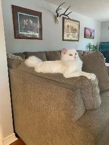 Reno !  White neutered male, 8-9 months old