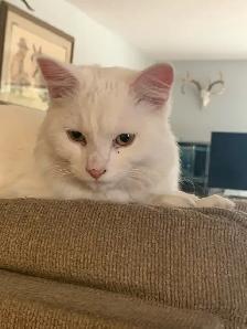 Reno !  White neutered male, 8-9 months old - Photo 2