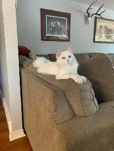 Reno !  White neutered male, 8-9 months old - Photo 3