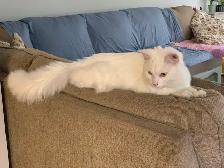 Reno !  White neutered male, 8-9 months old - Photo 4