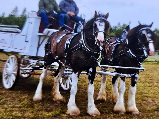 TEAM SHOW HARNESS (Patent leather)