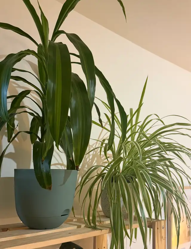 2 belles plantes d’intérieur en pleine santé