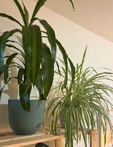 2 belles plantes d’intérieur en pleine santé