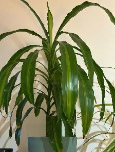 2 belles plantes d’intérieur en pleine santé - Photo 2