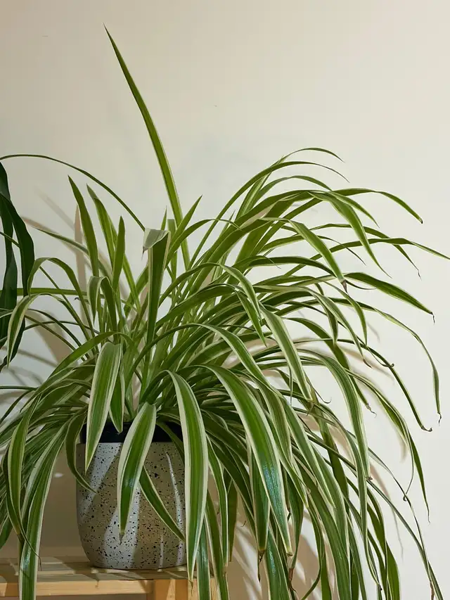 2 belles plantes d’intérieur en pleine santé - Photo 3
