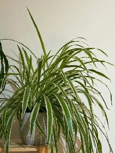 2 belles plantes d’intérieur en pleine santé - Photo 3