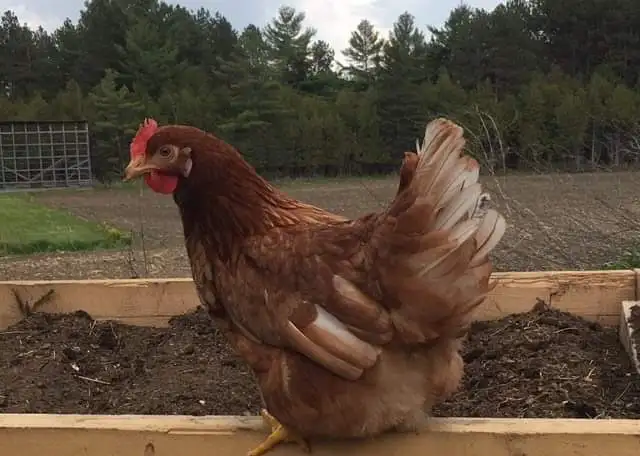 Poules pondeuses brunes!