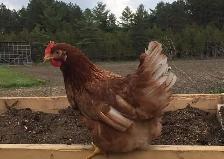 Poules pondeuses brunes!