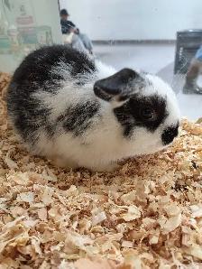 mini lop rabbit - Photo 2