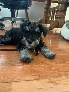 Mini Schnauzer