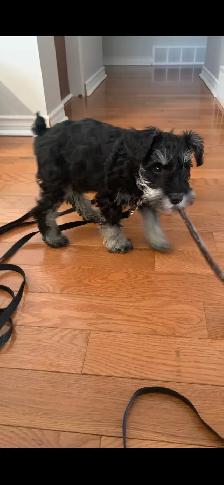 Mini Schnauzer - Photo 2