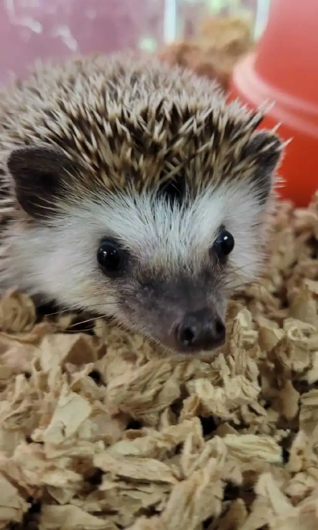 baby hedgehog malez and females - Photo 2