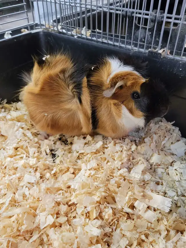 baby guinea pigs - Photo 3