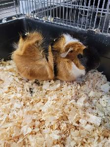 baby guinea pigs - Photo 3