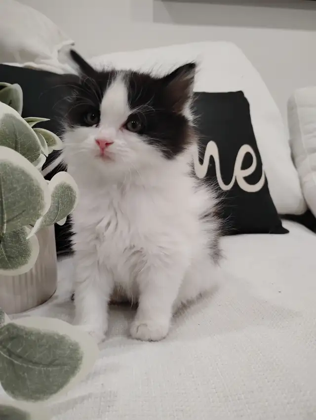 Chaton Sibérien hypoallergene