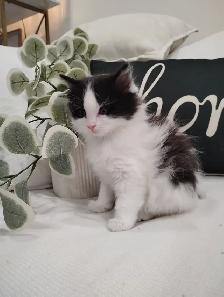 Chaton Sibérien hypoallergene - Photo 3