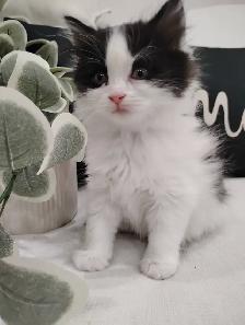 Chaton Sibérien hypoallergene - Photo 4