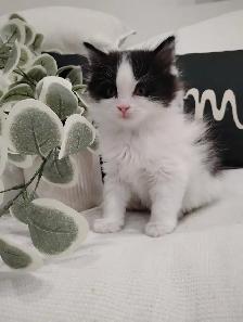 Chaton Sibérien hypoallergene - Photo 5