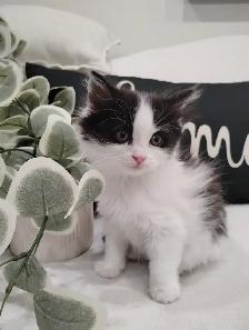 Chaton Sibérien hypoallergene - Photo 6