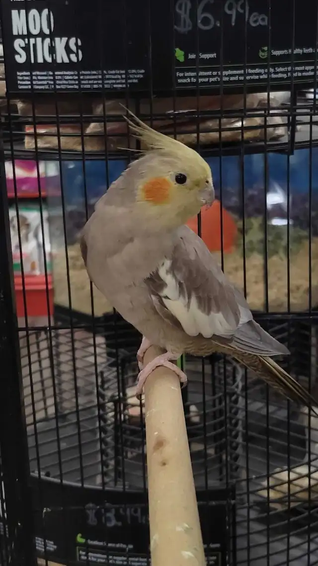 baby cockatiels - Photo 2