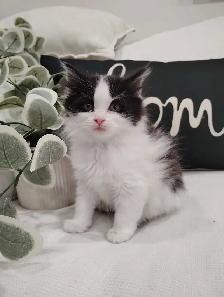 Chaton Sibérien hypoallergene - Photo 2