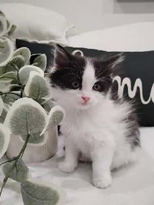 Chaton Sibérien hypoallergene - Photo 4