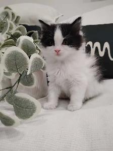 Chaton Sibérien hypoallergene - Photo 5