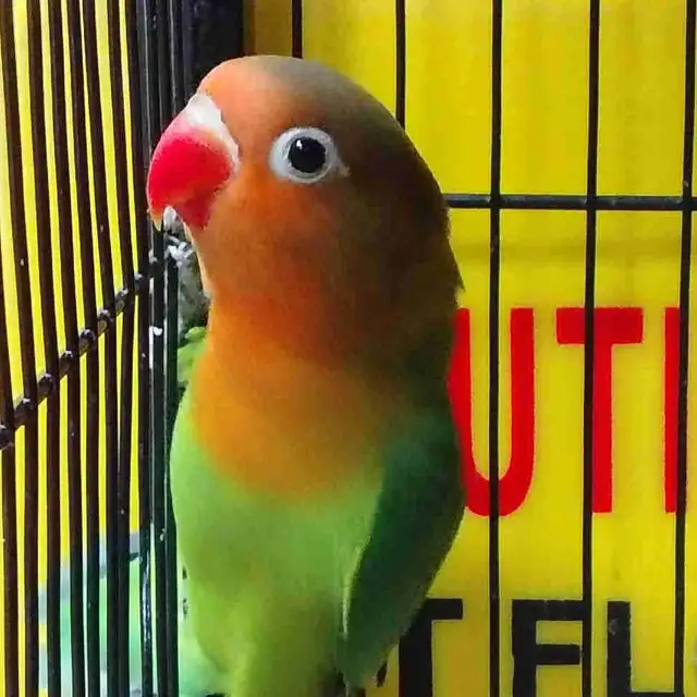 baby Fisher lovebird