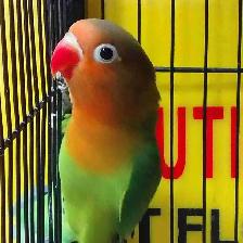 baby Fisher lovebird