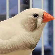 black cheek zebra finches