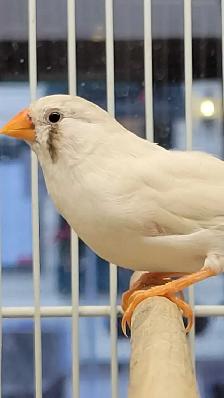 black cheek zebra finches - Photo 2