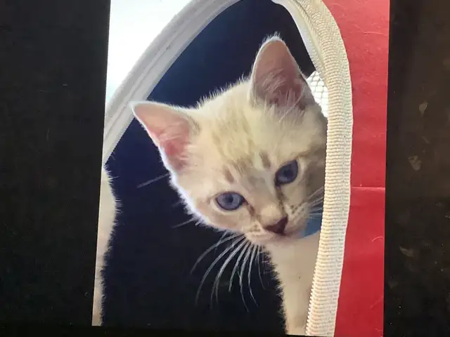 Cute Snow Savannah mix Kittens seeking their forever homes