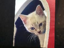 Cute Snow Savannah mix Kittens seeking their forever homes