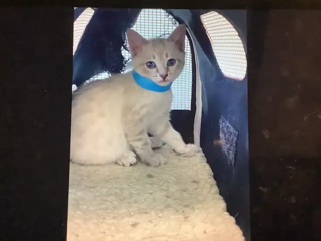 Cute Snow Savannah mix Kittens seeking their forever homes - Photo 2