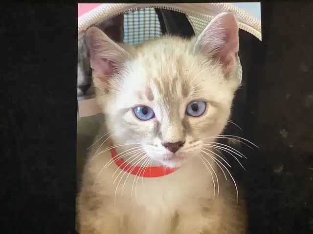 Cute Snow Savannah mix Kittens seeking their forever homes - Photo 3