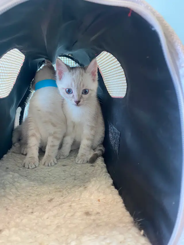 Cute Snow Savannah mix Kittens seeking their forever homes - Photo 4