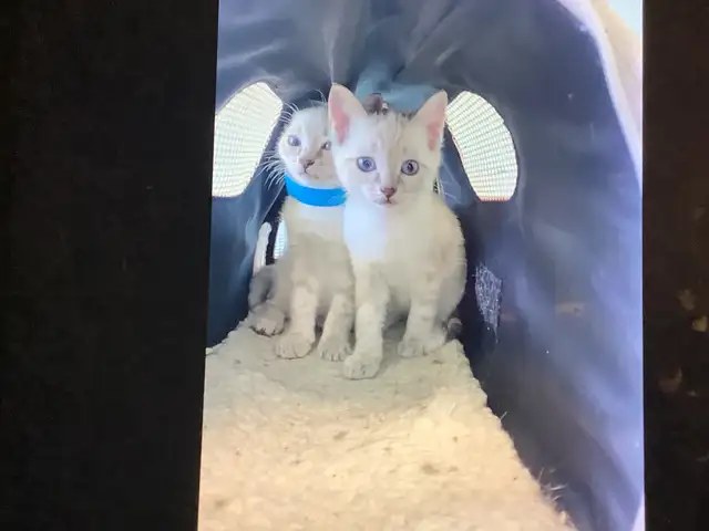 Cute Snow Savannah mix Kittens seeking their forever homes - Photo 5