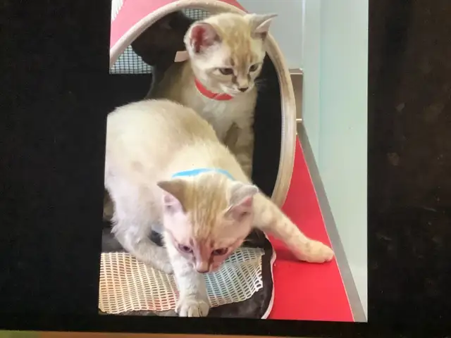 Cute Snow Savannah mix Kittens seeking their forever homes - Photo 6