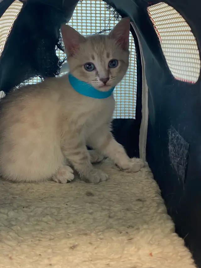 Cute Snow Savannah mix Kittens seeking their forever homes - Photo 7