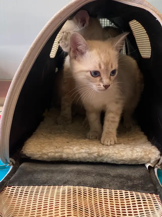 Cute Snow Savannah mix Kittens seeking their forever homes - Photo 8