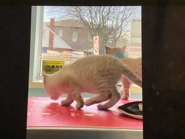 Cute Snow Savannah mix Kittens seeking their forever homes - Photo 9