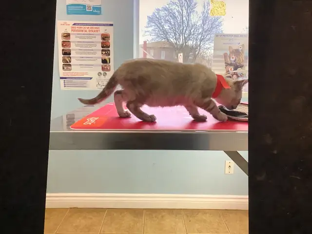 Cute Snow Savannah mix Kittens seeking their forever homes - Photo 10